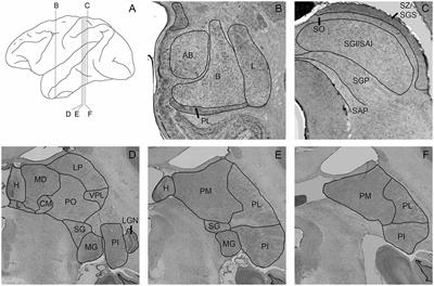 Colocalization of Tectal Inputs With Amygdala-Projecting Neurons in the Macaque Pulvinar